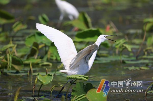 ນົກອິນຊີອາໄສຢູ່ໃນທະເລສາບ Dongqian